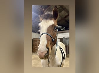 Paint Horse, Stallion, 1 year, 15.2 hh, Tovero-all-colors
