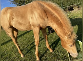Paint Horse, Stallion, 1 year, 15 hh, Champagne
