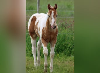 Paint Horse, Stallion, 1 year, 15 hh, Champagne