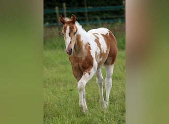 Paint Horse, Stallion, 1 year, 15 hh, Champagne