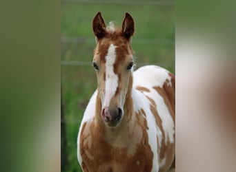 Paint Horse, Stallion, 1 year, 15 hh, Champagne