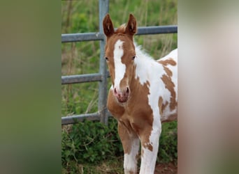 Paint Horse, Stallion, 1 year, 15 hh, Champagne