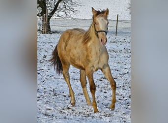 Paint Horse, Stallion, 1 year, 15 hh, Champagne