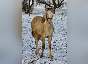 Paint Horse, Stallion, 1 year, 15 hh, Champagne