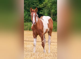Paint Horse, Stallion, 1 year, 15 hh, Chestnut