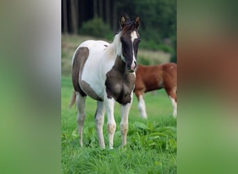 Paint Horse, Stallion, 1 year, 15 hh, Grullo