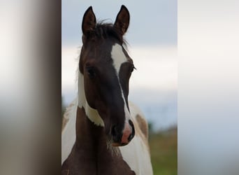 Paint Horse, Stallion, 1 year, 15 hh, Grullo