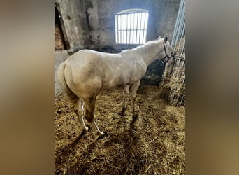 Paint Horse, Stallion, 1 year, 15 hh, Perlino