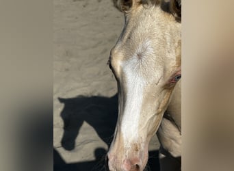 Paint Horse, Stallion, 1 year, 15 hh, Perlino