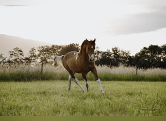 Paint Horse, Stallion, 1 year, 15 hh, Pinto