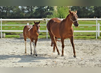 Paint Horse, Stallion, 1 year, 15 hh, Pinto