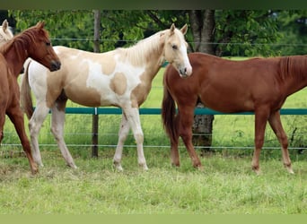 Paint Horse, Stallion, 1 year, 15 hh, Tobiano-all-colors