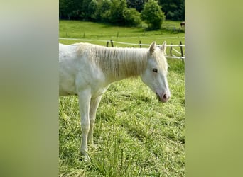 Paint Horse, Stallion, 1 year, 15 hh, Tovero-all-colors