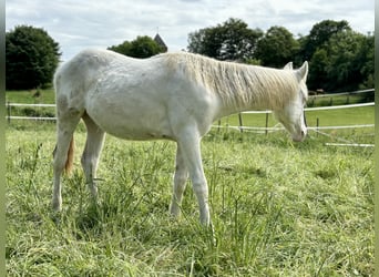 Paint Horse, Stallion, 1 year, 15 hh, Tovero-all-colors
