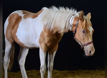 Paint Horse, Stallion, 1 year, 15,1 hh, Tobiano-all-colors