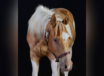 Paint Horse, Stallion, 1 year, 15,1 hh, Tobiano-all-colors
