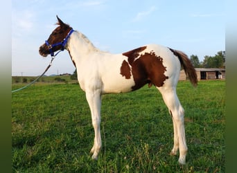 Paint Horse, Stallion, 1 year, 16 hh, Tovero-all-colors