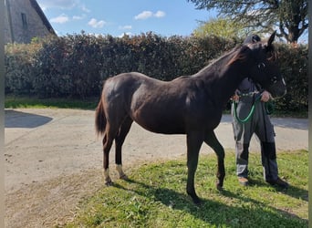 Paint Horse, Stallion, 1 year, Black