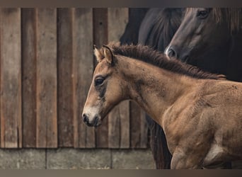 Paint Horse, Stallion, 1 year, Buckskin