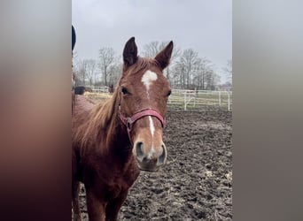 Paint Horse, Stallion, 1 year, Chestnut-Red