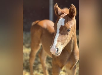 Paint Horse, Stallion, 1 year, Chestnut-Red