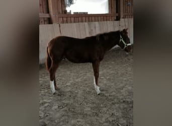 Paint Horse, Stallion, 1 year, Chestnut