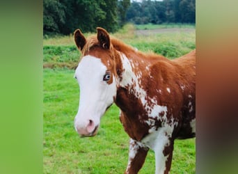 Paint Horse, Stallion, 1 year, Overo-all-colors