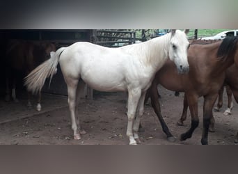Paint Horse, Stallion, 1 year, Palomino