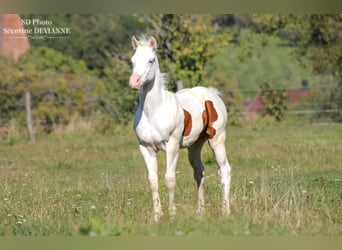 Paint Horse, Stallion, 1 year, Pinto