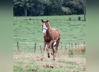 Paint Horse, Stallion, 1 year, Tobiano-all-colors