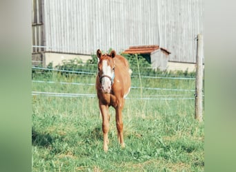 Paint Horse, Stallion, 1 year, Tobiano-all-colors