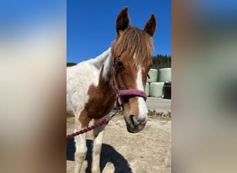 Paint Horse, Stallion, 1 year, Tobiano-all-colors