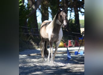 Paint Horse Mix, Stallion, 1 year, Tovero-all-colors