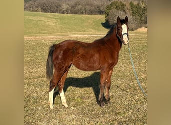 Paint Horse, Stallion, 1 year