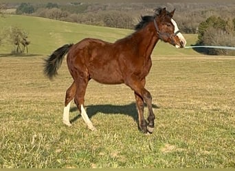 Paint Horse, Stallion, 1 year