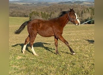 Paint Horse, Stallion, 1 year