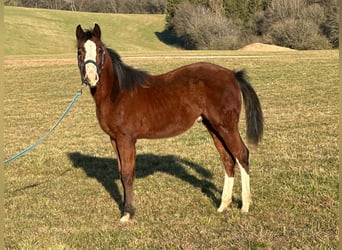 Paint Horse, Stallion, 1 year