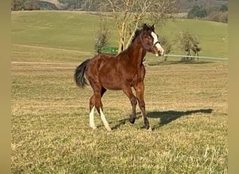 Paint Horse, Stallion, 1 year