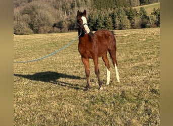 Paint Horse, Stallion, 1 year