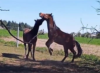 Paint Horse, Stallion, 2 years, 14.2 hh, Brown