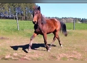 Paint Horse, Stallion, 2 years, 14.2 hh, Brown