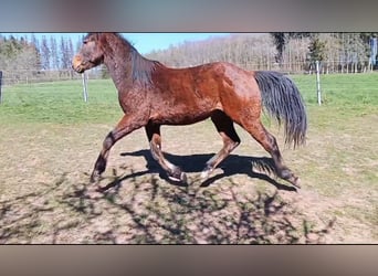 Paint Horse, Stallion, 2 years, 14.2 hh, Brown