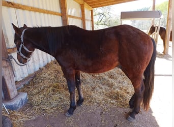 Paint Horse, Stallion, 2 years, 14.2 hh, Brown