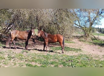 Paint Horse, Stallion, 2 years, 14.2 hh, Brown