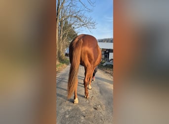 Paint Horse, Stallion, 2 years, 14,2 hh, Chestnut-Red