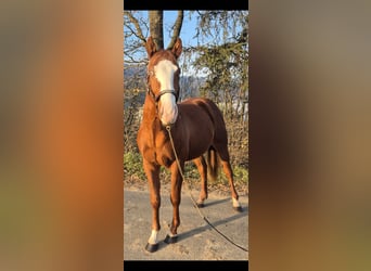 Paint Horse, Stallion, 2 years, 14,2 hh, Chestnut-Red