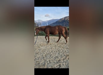 Paint Horse, Stallion, 2 years, 14,2 hh, Chestnut-Red