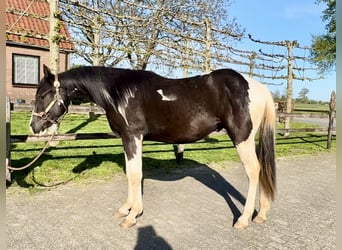 Paint Horse, Stallion, 2 years, 14.2 hh, Pinto