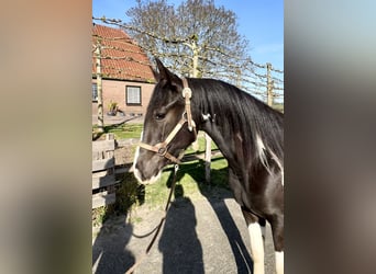 Paint Horse, Stallion, 2 years, 14.2 hh, Pinto