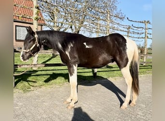 Paint Horse, Stallion, 2 years, 14.2 hh, Pinto